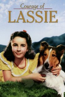 دانلود فیلم Courage of Lassie 1946 بدون سانسور با پخش آنلاین دانلود فیلم Courage of Lassie 1946 بدون سانسور با پخش آنلاین