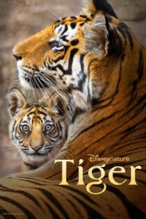 دانلود فیلم Tiger 2024 بدون سانسور با پخش آنلاین