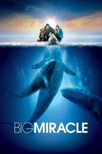 دانلود فیلم Big Miracle 2012 بدون سانسور با پخش آنلاین دانلود فیلم Big Miracle 2012 بدون سانسور با پخش آنلاین