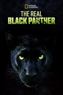 دانلود فیلم The Real Black Panther 2020 بدون سانسور با پخش آنلاین